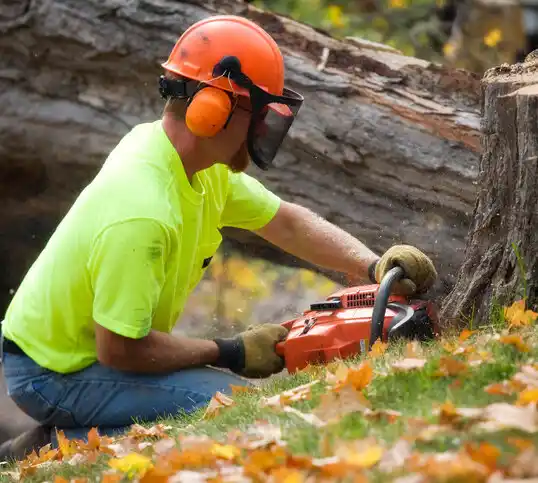 tree services Jemez Pueblo